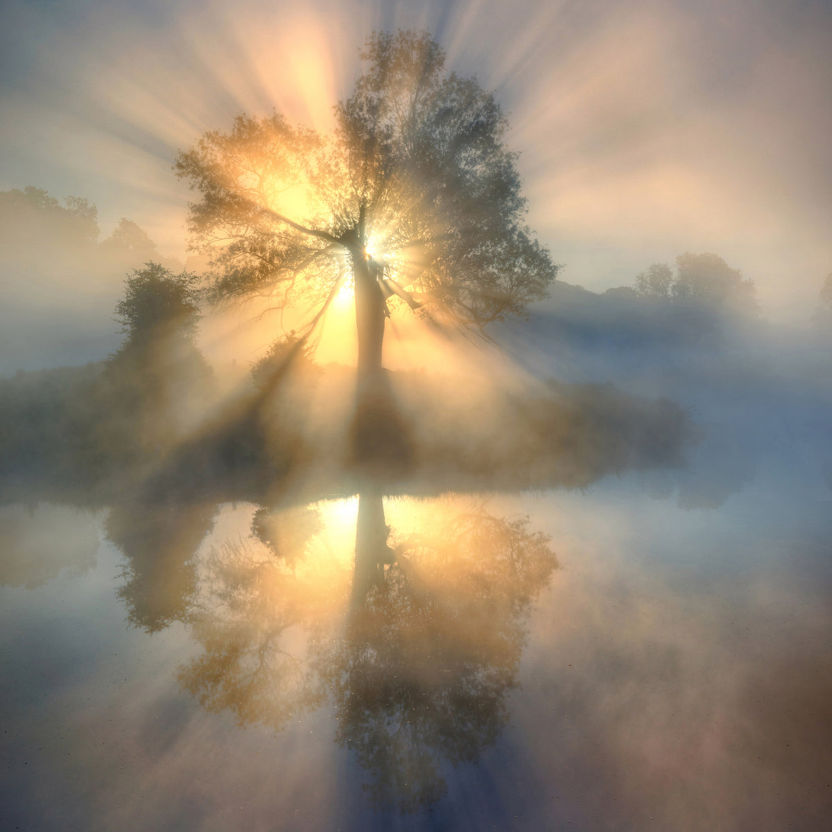 aluminium-print-tree-of-light-x