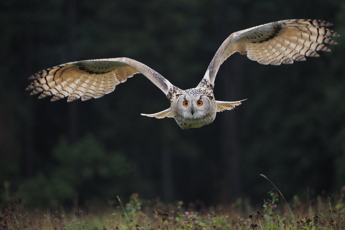 3-piece-canvas-print-the-owl