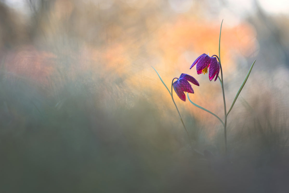 canvas-print-spring-danse-x