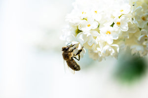 3-piece-acrylic-print-the-bumblebee-and-the-flower