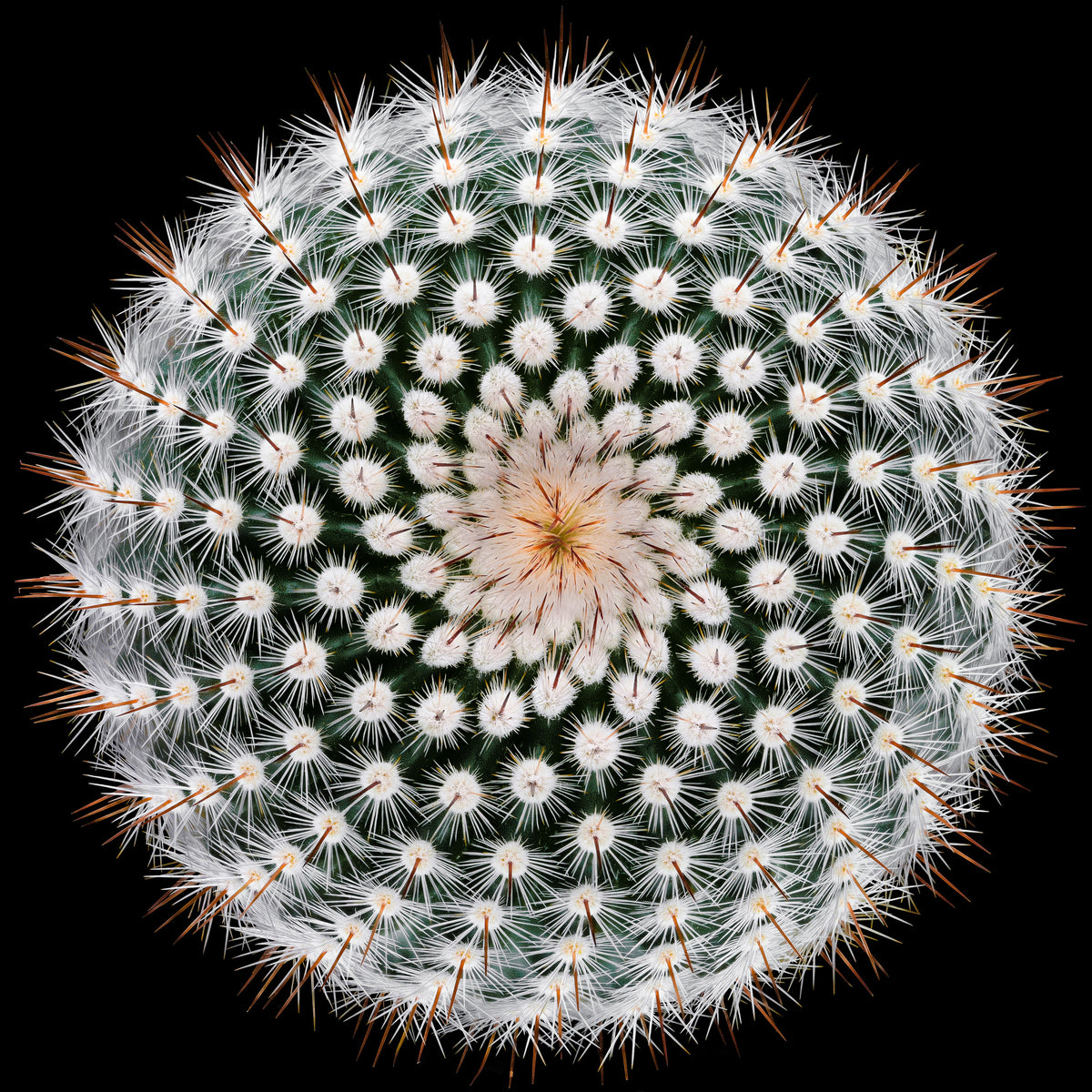 4-piece-canvas-print-notocactus-scopa