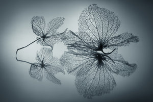 framedcanvas-print-ephemeral-beauty