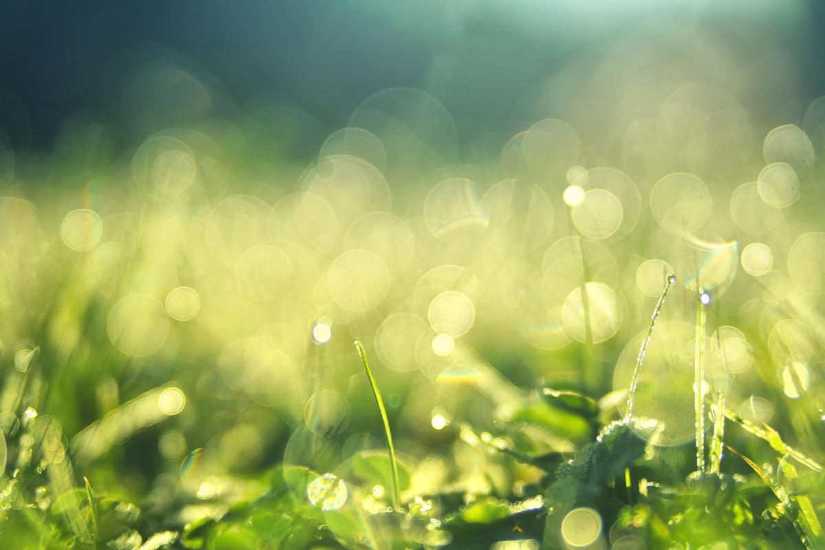 framedposter-print-in-the-meadow