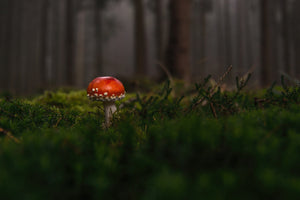 3-piece-aluminium-print-a-mushroom-in-the-forest