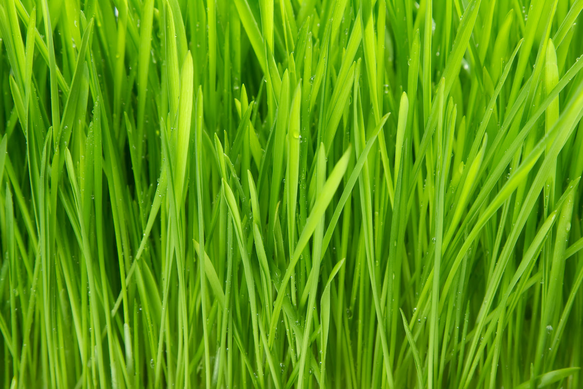 3-piece-aluminium-print-grass-in-morning-dew