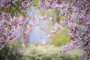 modern-3-piece-canvas-print-in-the-beautiful-spring