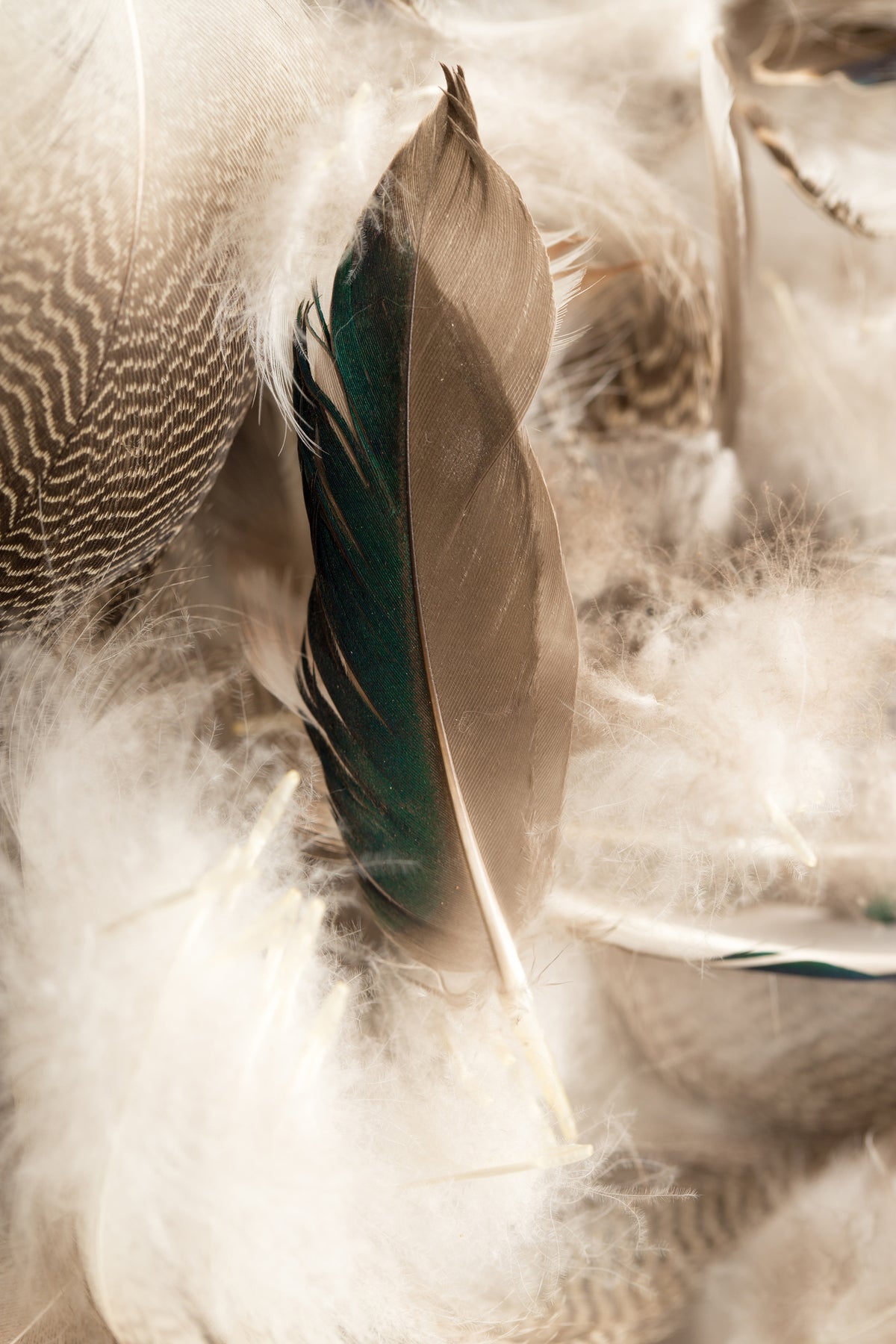 acrylic-print-feathers