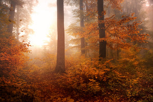 framedcanvas-print-autumn-xpi