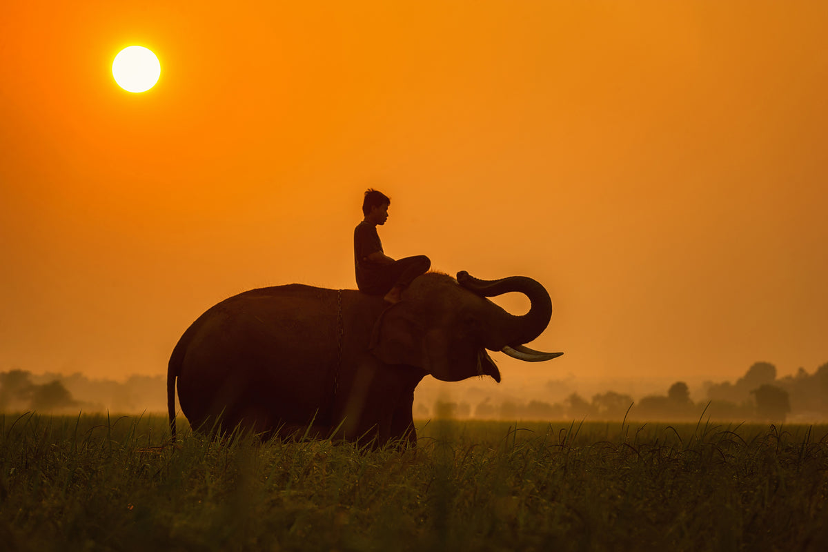 canvas-print-the-holy-elephant