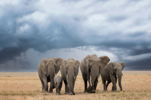 aluminium-print-elephant-walk-x