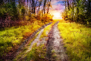 aluminium-print-the-forest-path