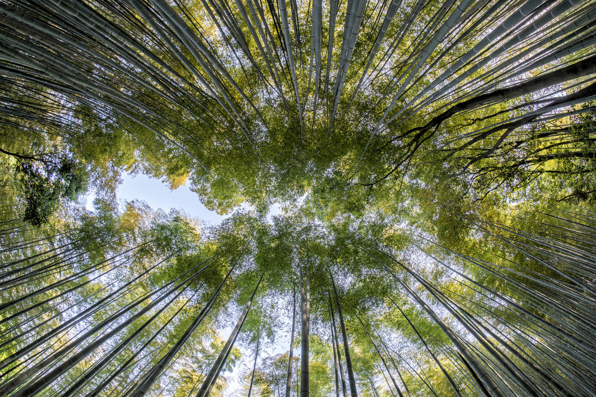 3-piece-canvas-print-many-treetops