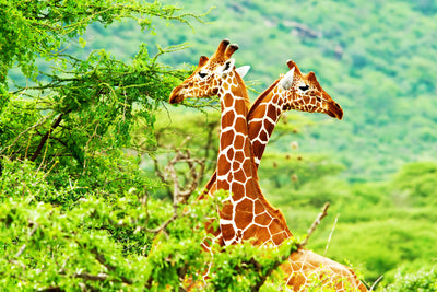 poster-print-giraffes-love