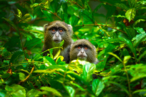 aluminium-print-blue-monkey-x