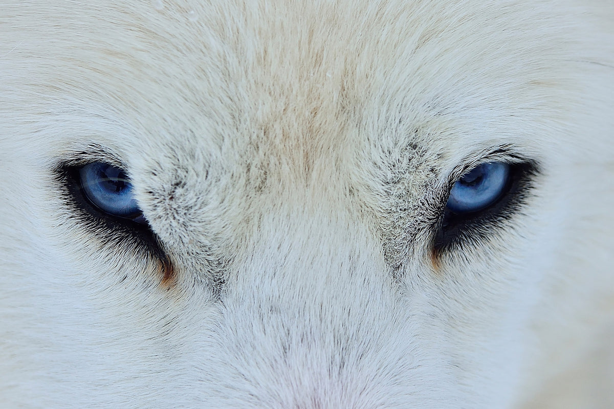 framedcanvas-print-mirada-azul-x