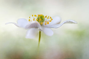 3-piece-acrylic-print-nemorosa