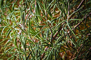 poster-print-rosemary-xxl