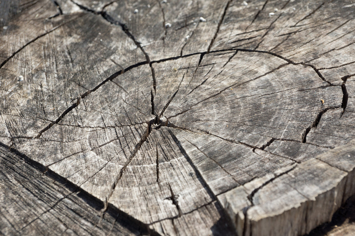 framedposter-print-the-tree-rings