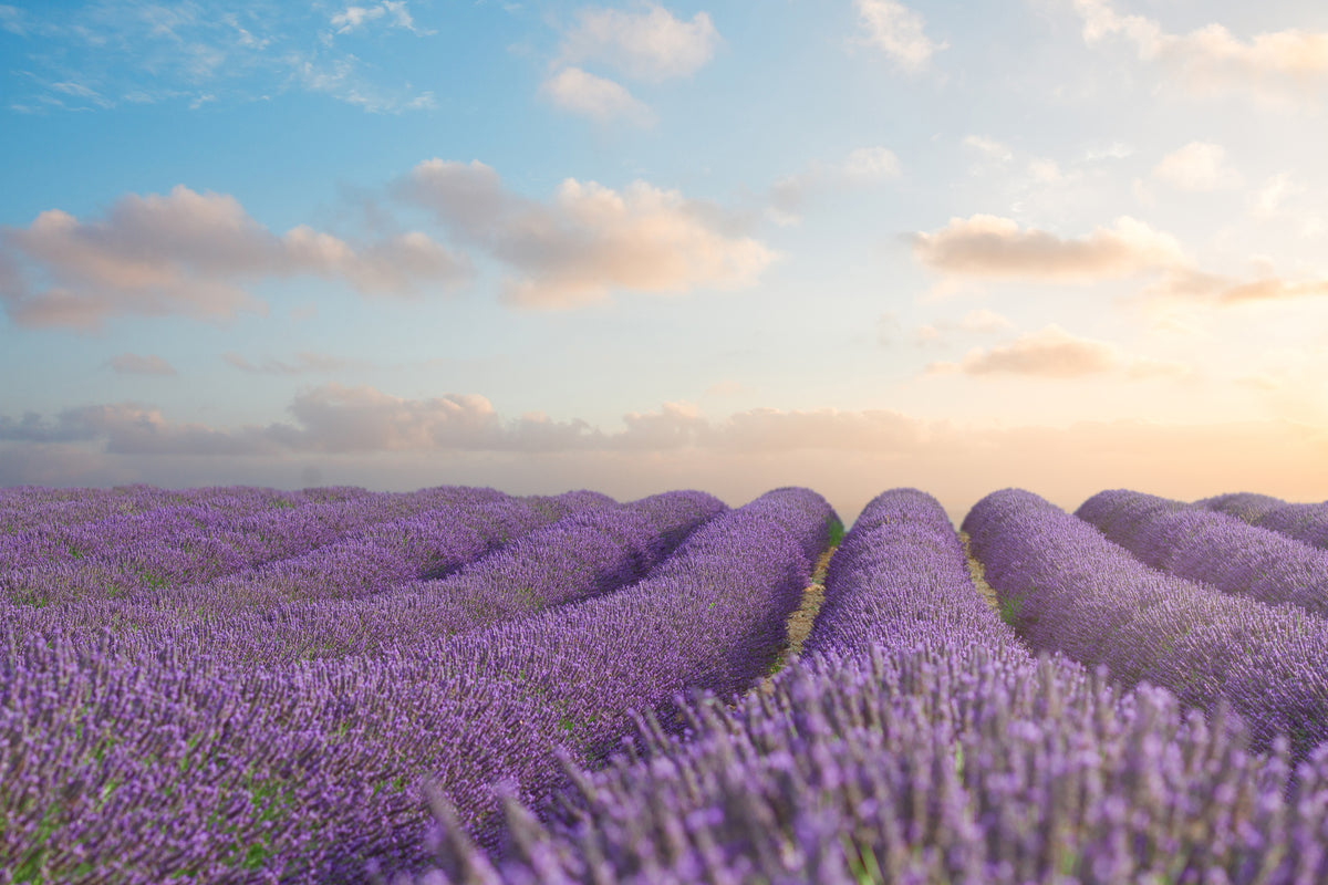 modern-3-piece-canvas-print-the-blooming-lavender-field