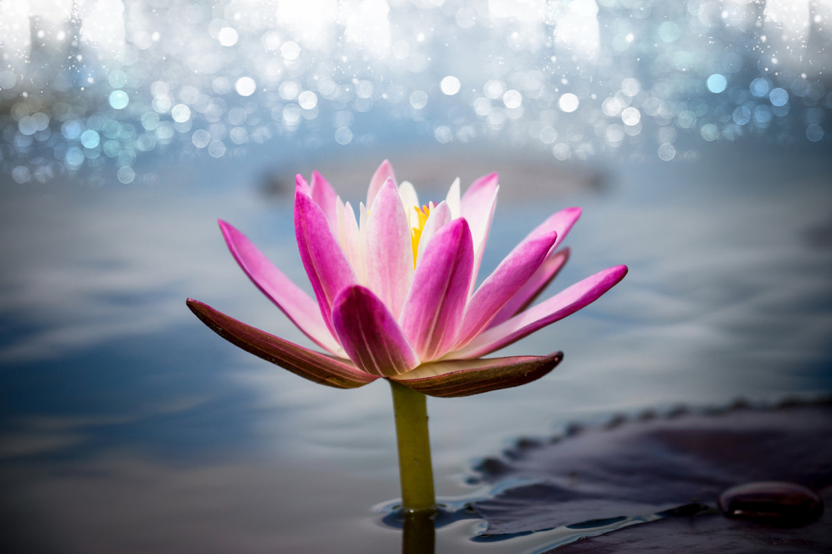 3-piece-aluminium-print-lotus-in-the-morning-dew