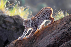 framedcanvas-print-lynx-at-sunset-x