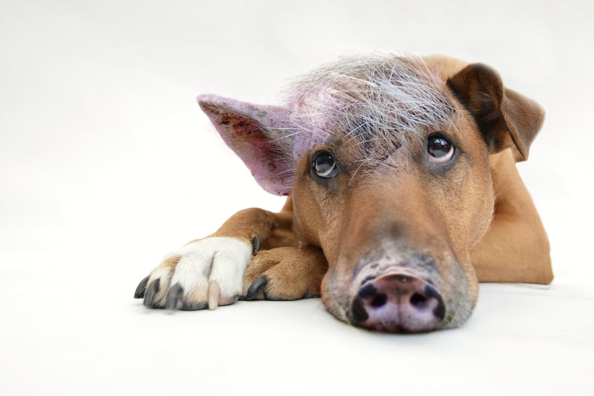 3-piece-acrylic-print-the-funny-pig-dog