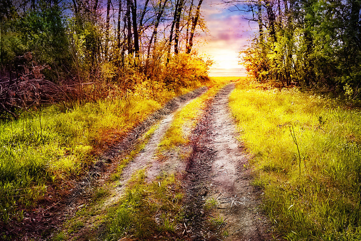 modern-3-piece-canvas-print-the-forest-path
