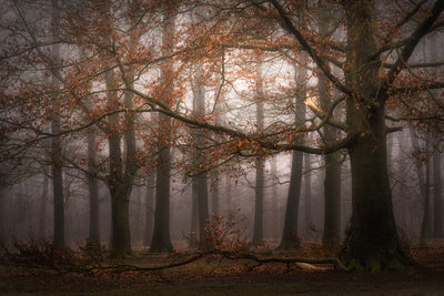 poster-print-foggy-memory-of-the-past-x