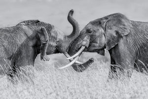 poster-print-elephant-qtai-chiq-x