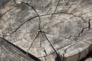 acrylic-print-the-tree-rings
