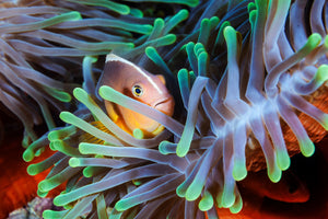 framedposter-print-clownfish