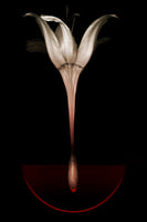 acrylic-print-floating-lily