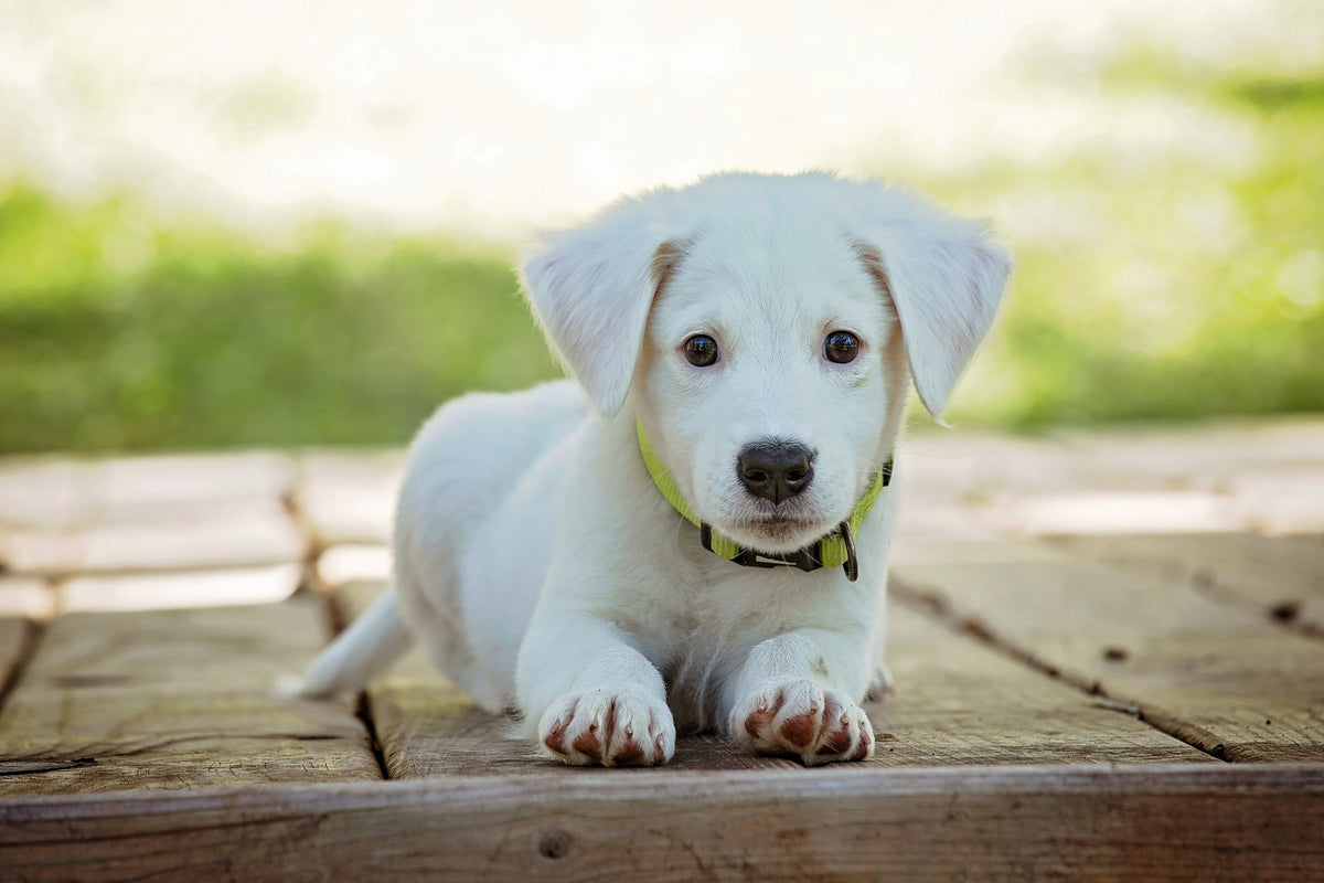 poster-print-cute-dog-baby
