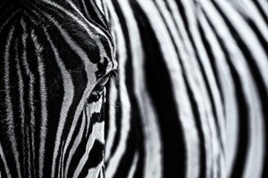framedcanvas-print-the-look-of-nature-x
