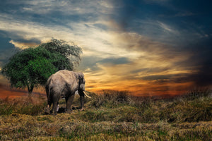 aluminium-print-the-elephant-in-the-sunset