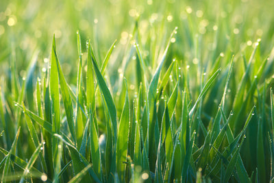 poster-print-grass-with-morning-dew-xl