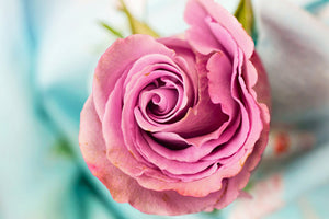 modern-3-piece-canvas-print-roseblossom-in-pink