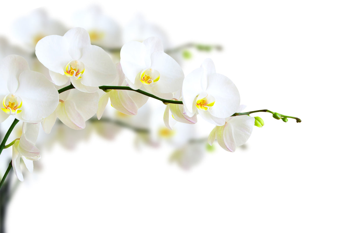 modern-3-piece-acrylic-print-white-orchids