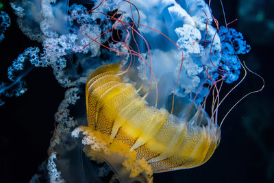 poster-print-underwater-dancer-x