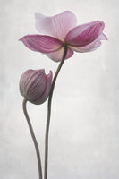 poster-print-a-little-touch-x