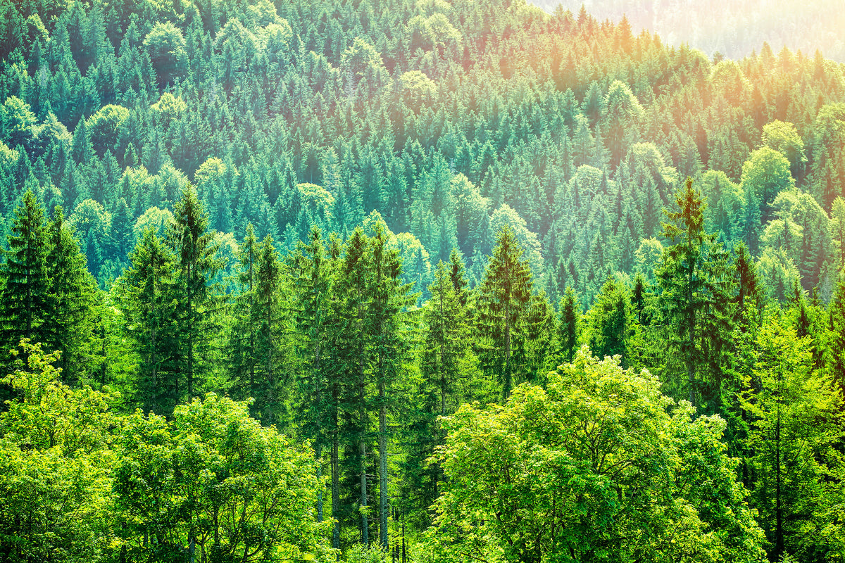 3-piece-canvas-print-the-forest-hill
