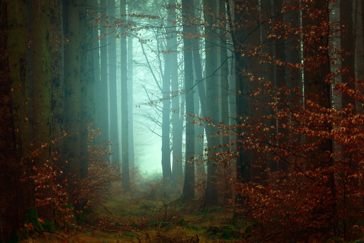 acrylic-print-mood-in-the-forest