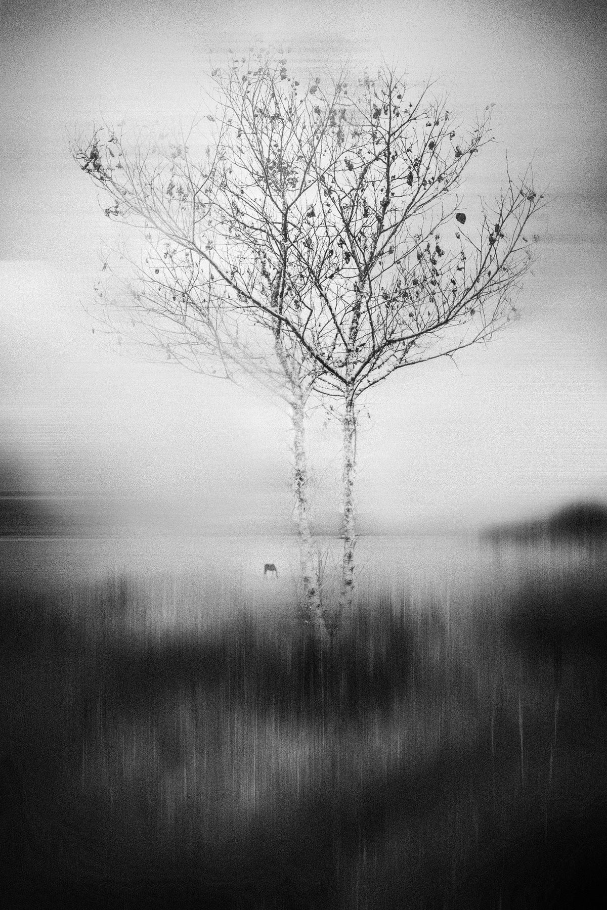 framedposter-print-that-tree