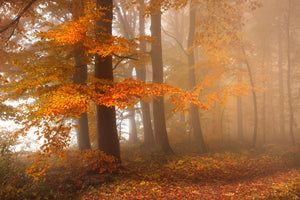 aluminium-print-edge-of-the-woods