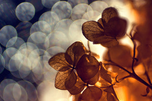 canvas-print-bokeh-x