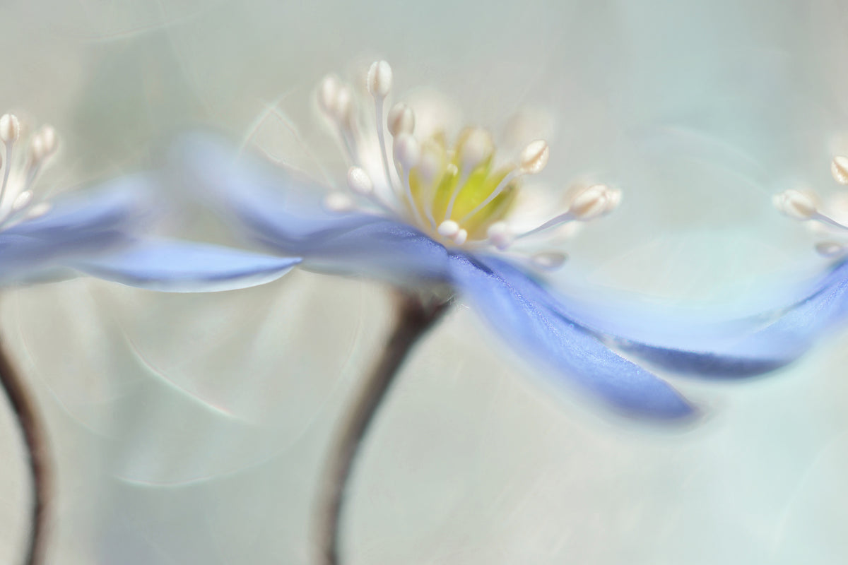 aluminium-print-dancing-anemones