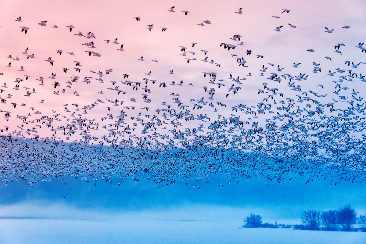 poster-print-flying-in-the-fogging-morning