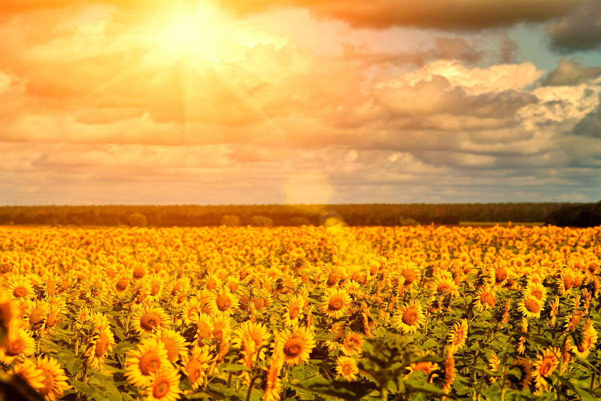 3-piece-canvas-print-golden-light-sunflower