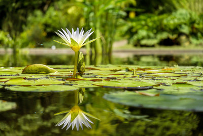 poster-print-water-lily-in-nature