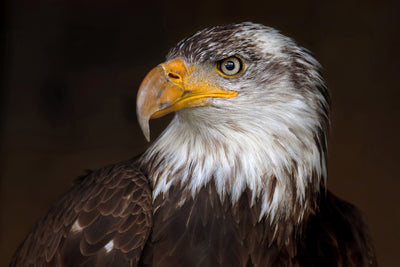 poster-print-caged-eagle